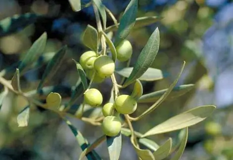 liquore di foglie di ulivo