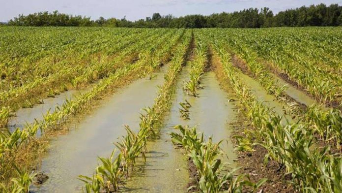 Maltempo: Coldiretti Umbria, difficoltà anche per l’agricoltura