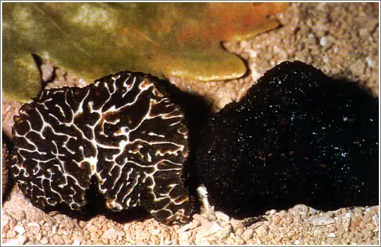 Tartufo Nero Brumale