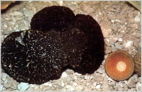 Tartufo Nero Pregiato