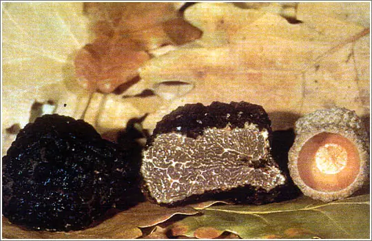 Tartufo Nero Uncinato